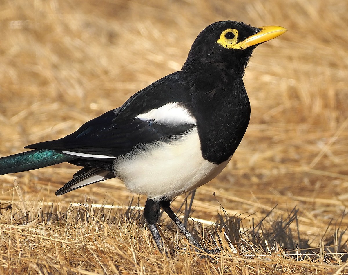 Yellow-billed Magpie - Aidan Brubaker