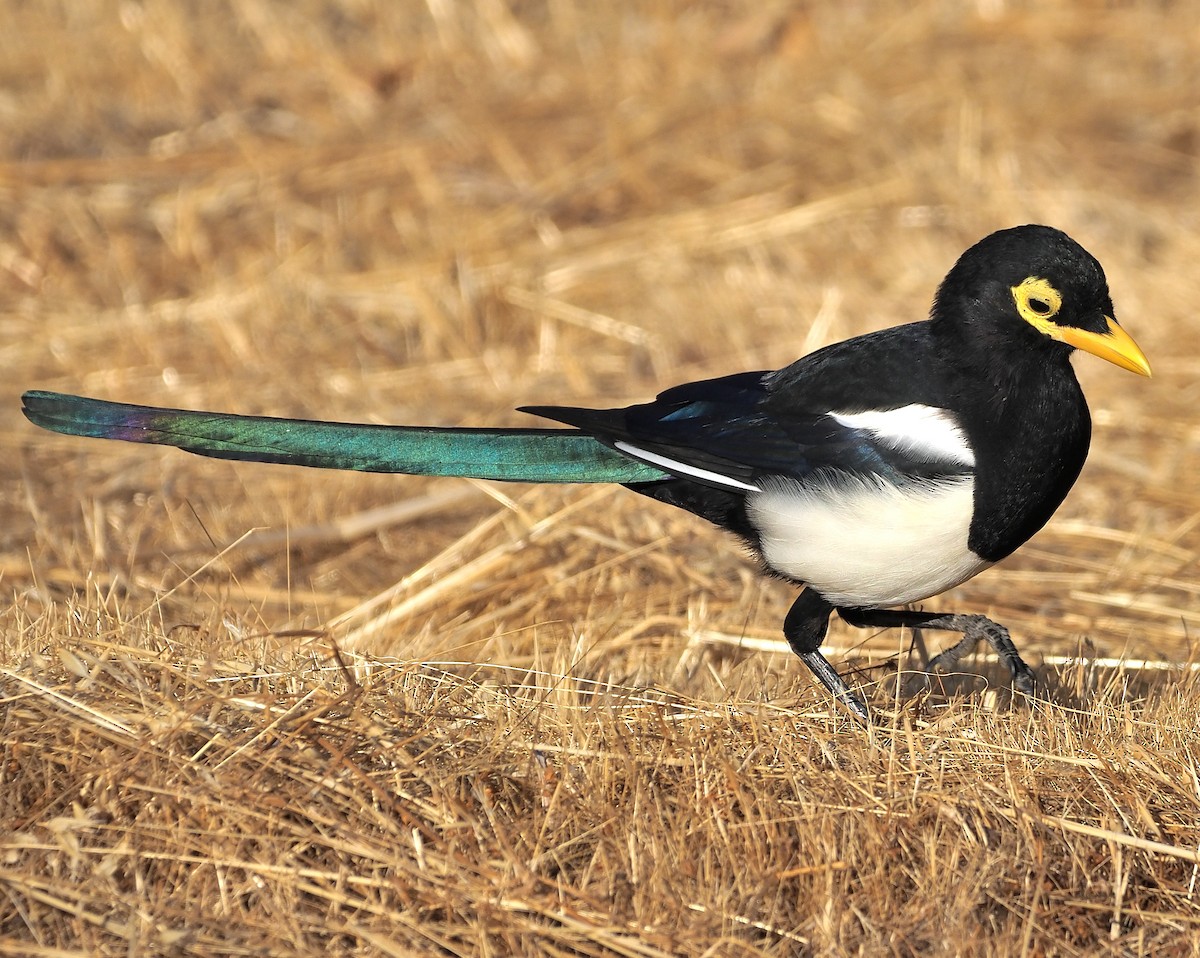 Yellow-billed Magpie - ML372791471