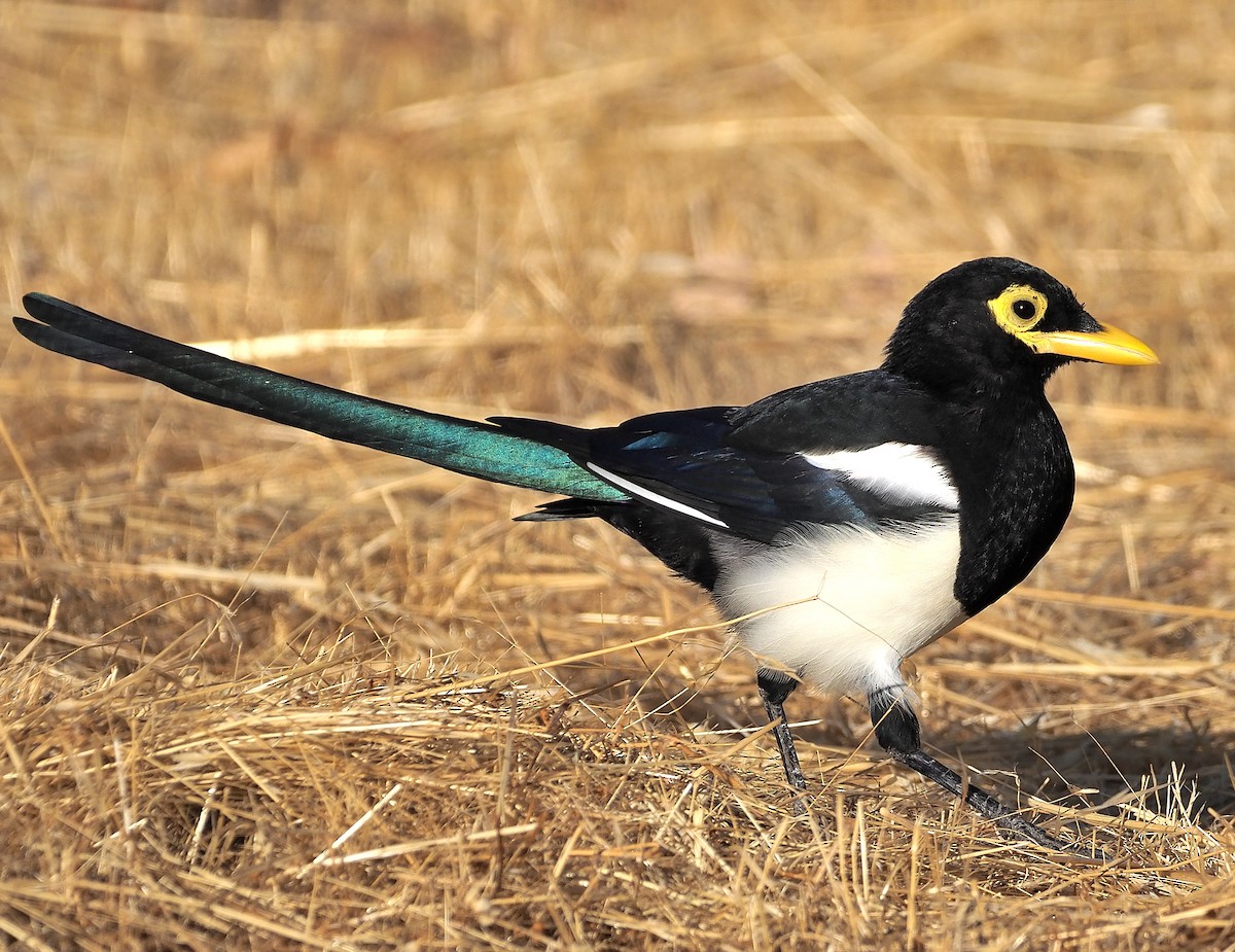 Yellow-billed Magpie - ML372791481