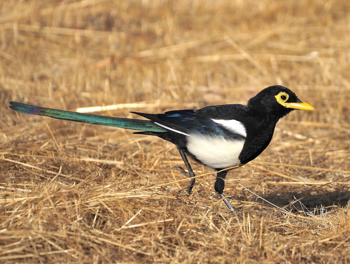 Yellow-billed Magpie - ML372791501