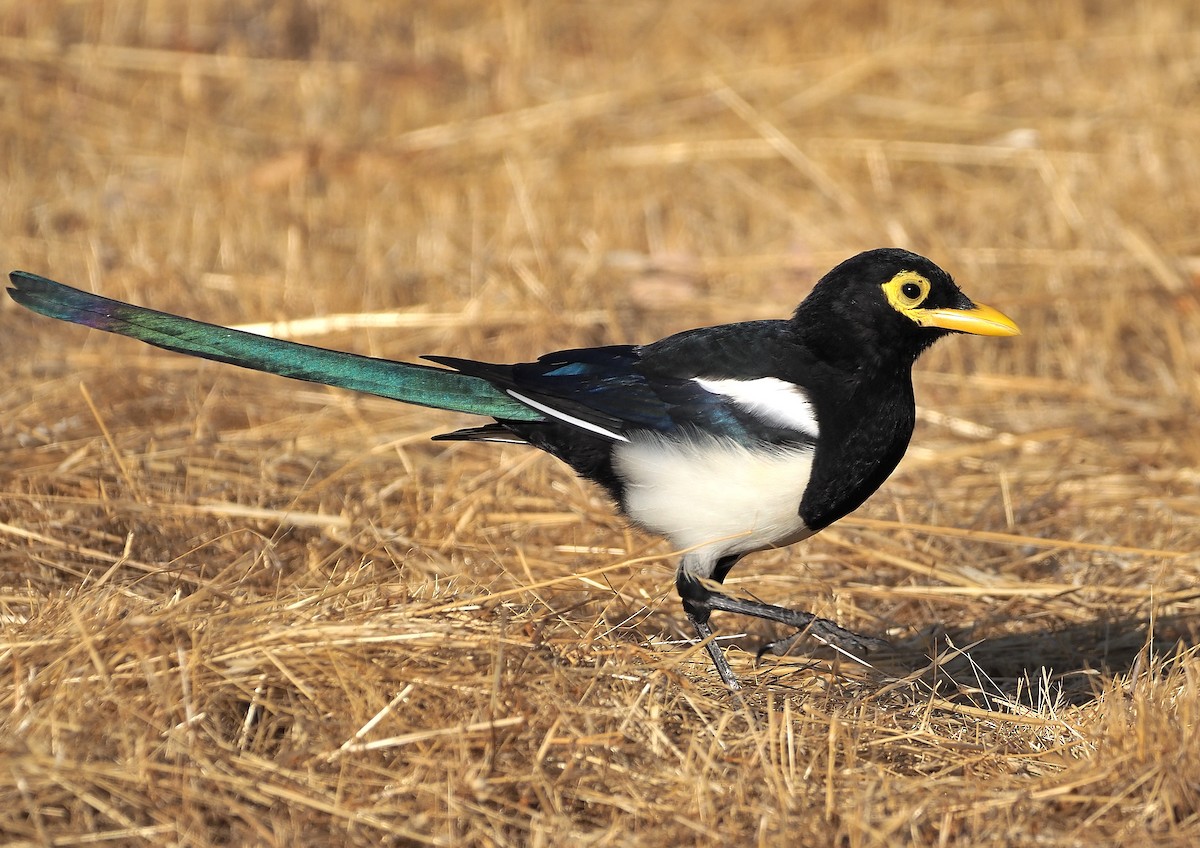 Yellow-billed Magpie - ML372791511