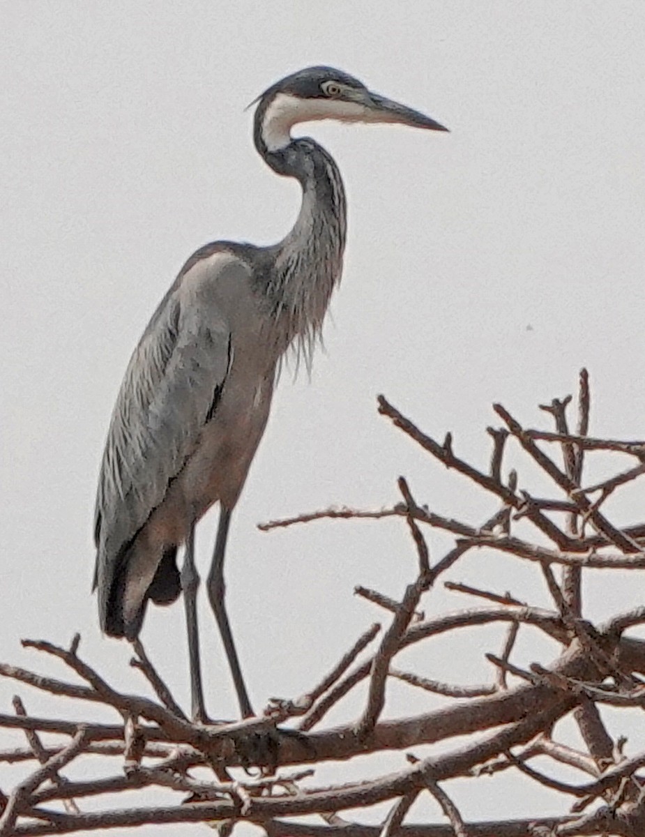 Garza Cabecinegra - ML372791771