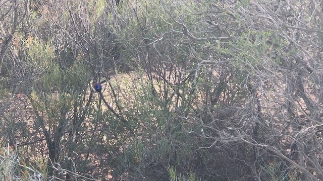 Purple-backed Fairywren (Purple-backed) - ML372796051