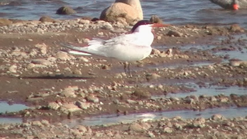 Elegant Tern - ML372796331