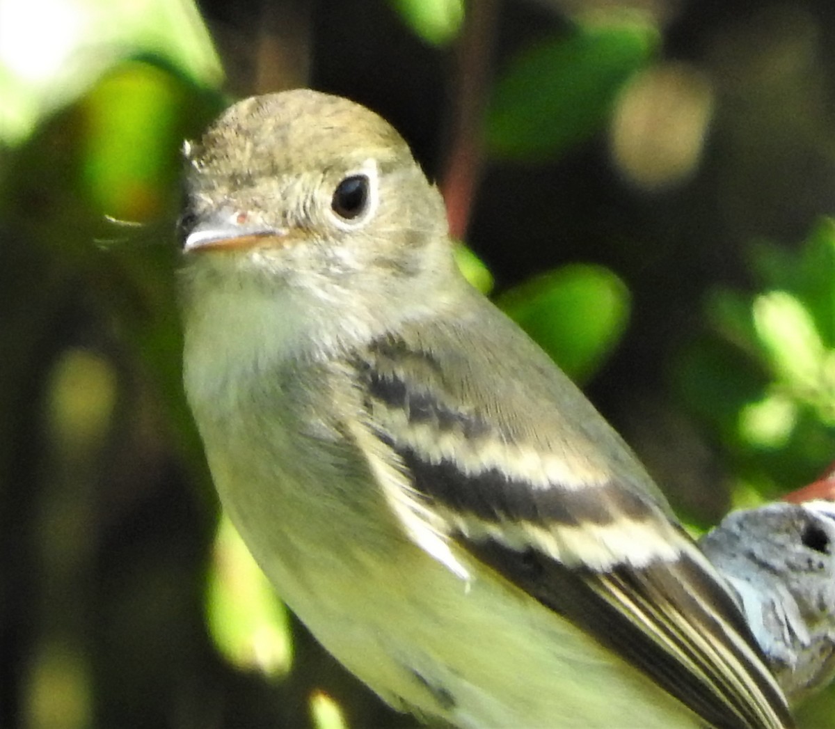 Least Flycatcher - ML372796601