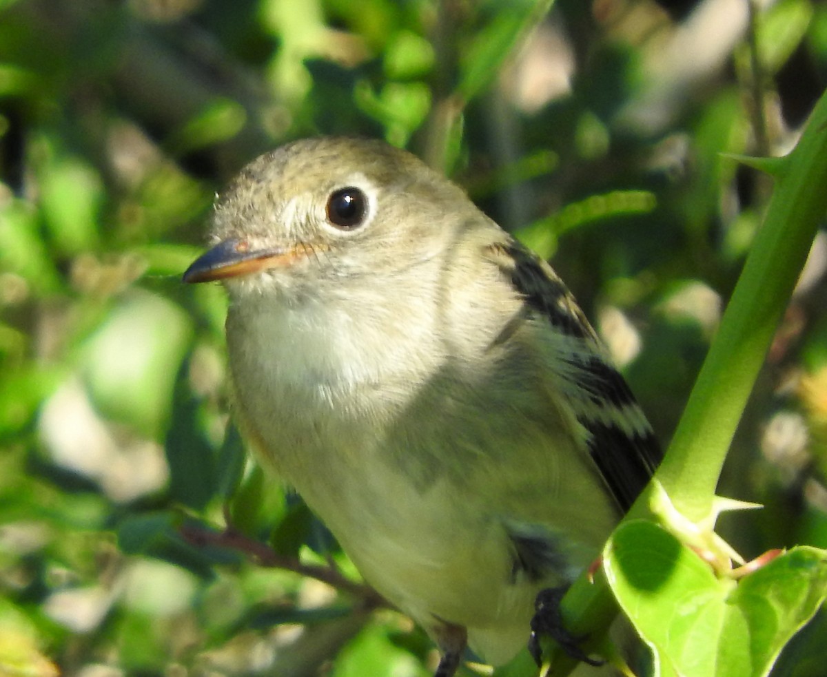 Least Flycatcher - ML372796651