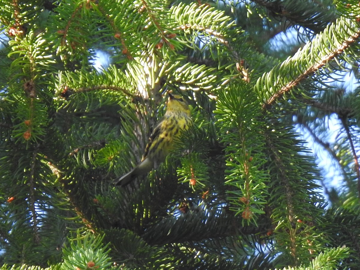 Cape May Warbler - ML372797821
