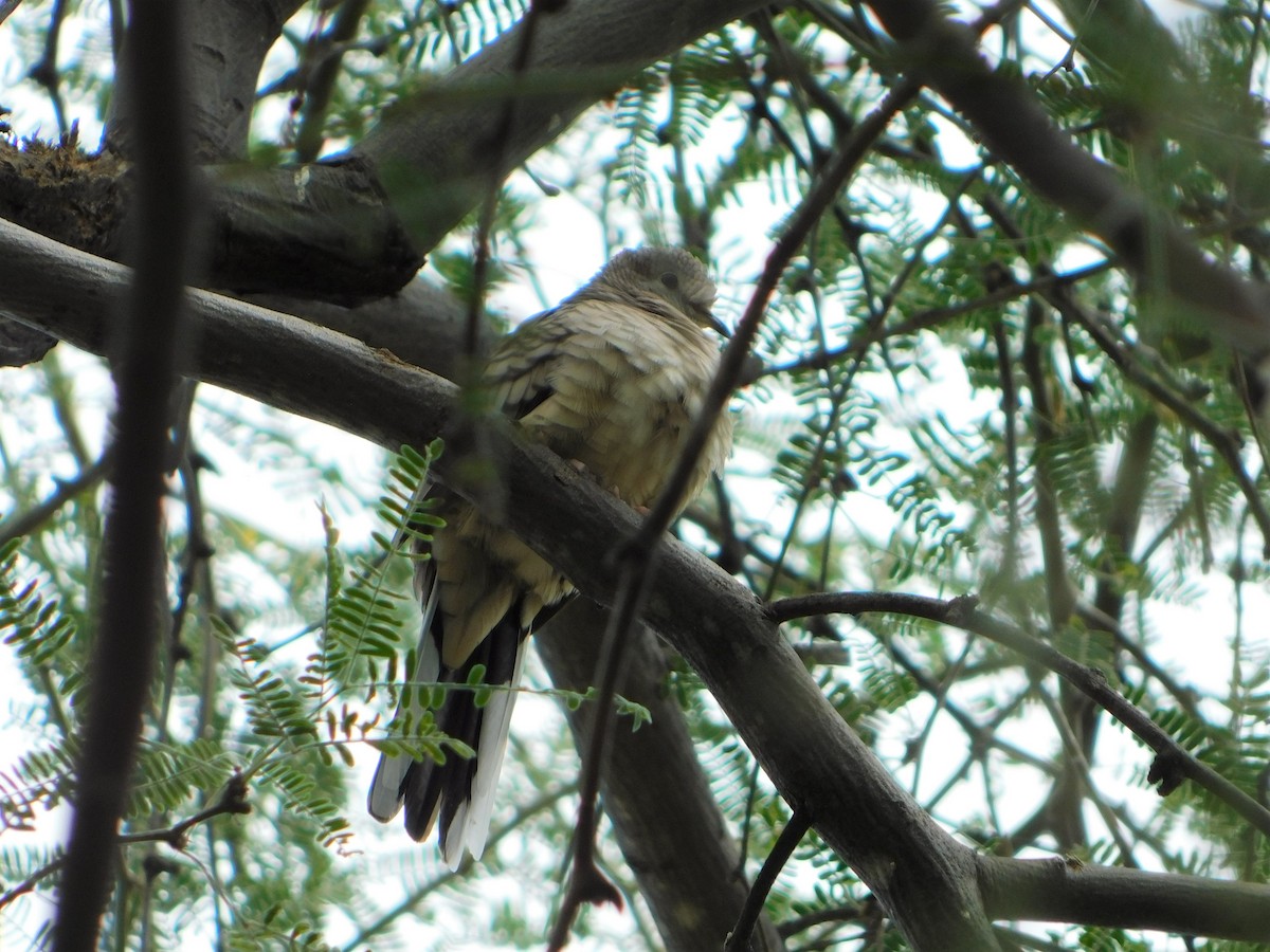 Inca Dove - ML372797951