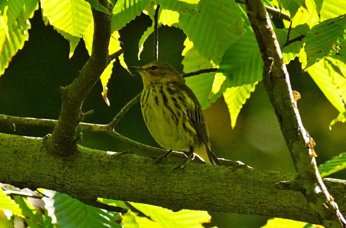 Cape May Warbler - ML372798501