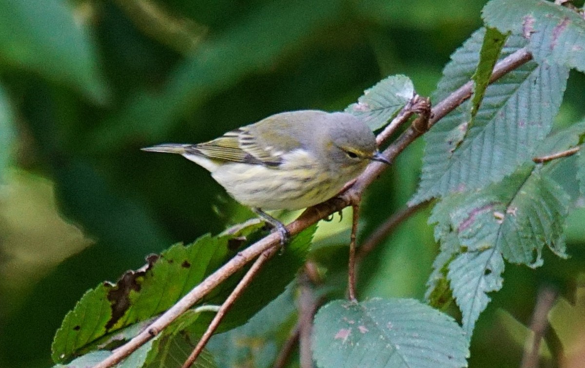 Cape May Warbler - ML372798561