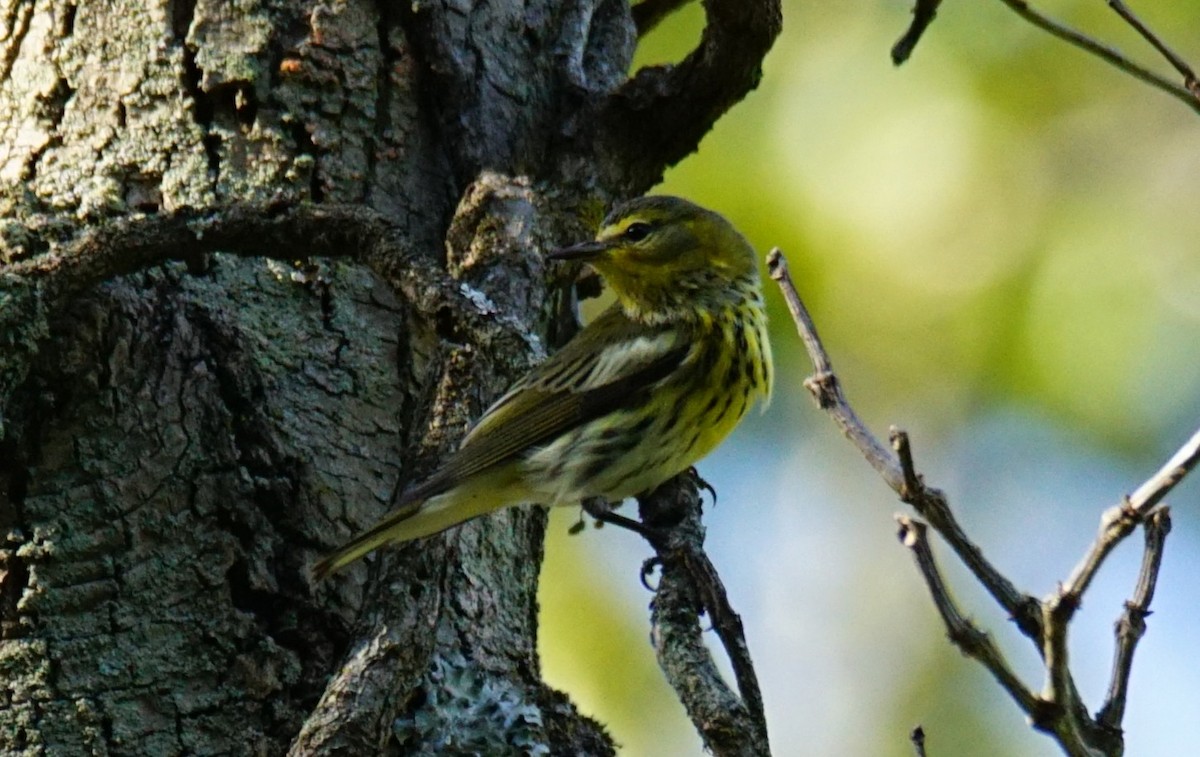 Cape May Warbler - ML372798601