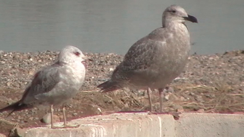 Short-billed Gull - ML372801671