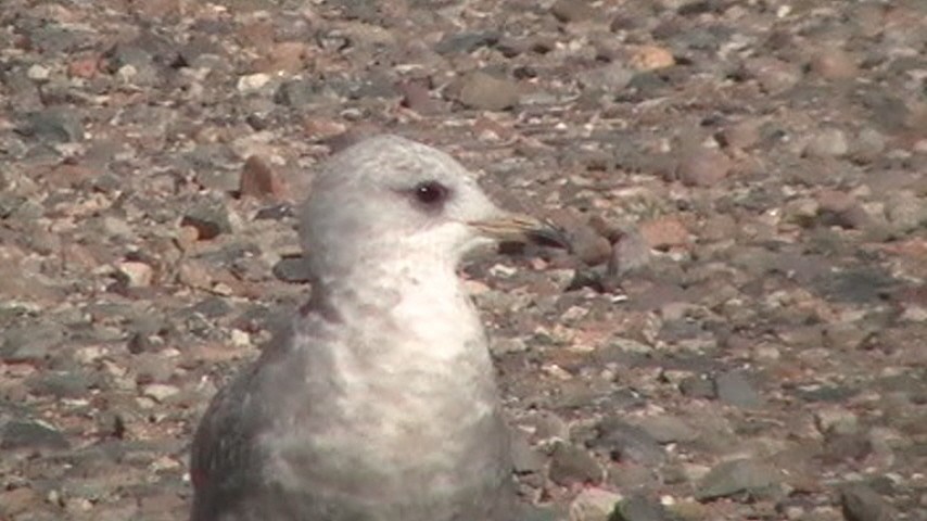 Short-billed Gull - ML372801681