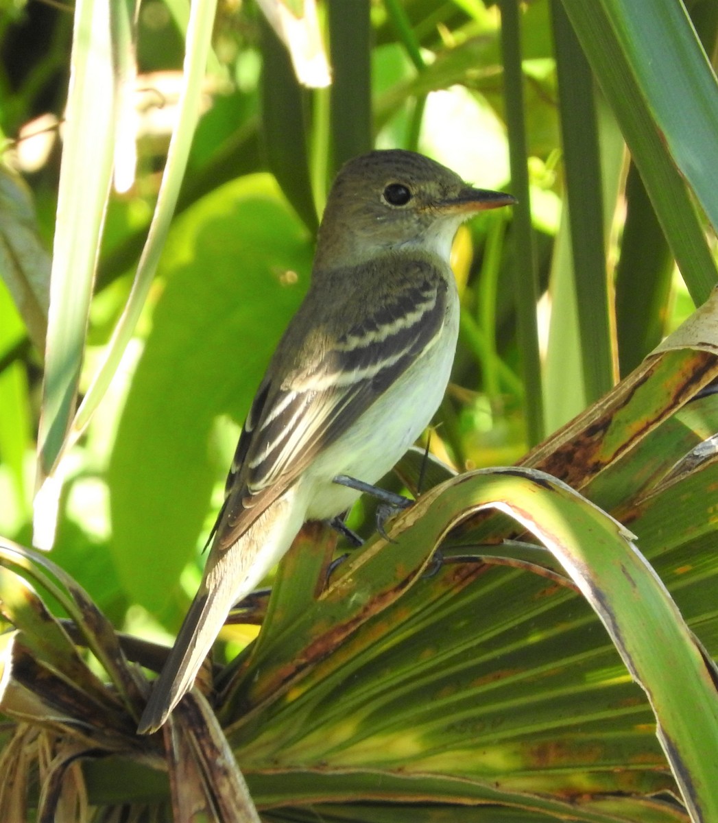 Alder/Willow Flycatcher (Traill's Flycatcher) - ML372803251