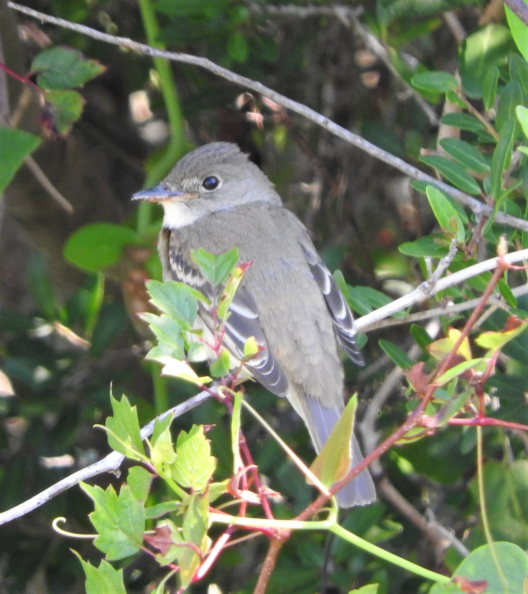 Alder/Willow Flycatcher (Traill's Flycatcher) - David Muth