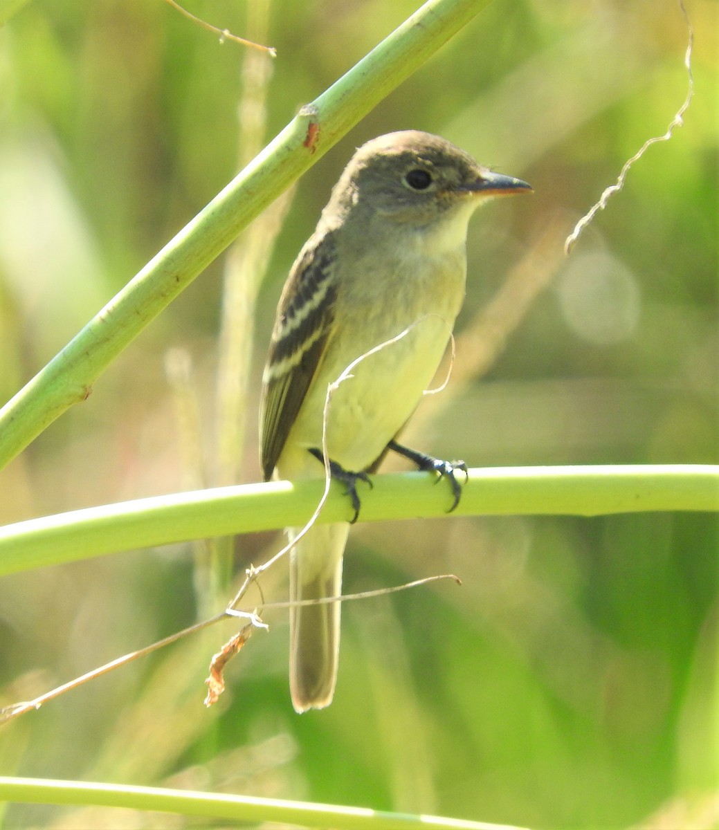 Alder/Willow Flycatcher (Traill's Flycatcher) - David Muth