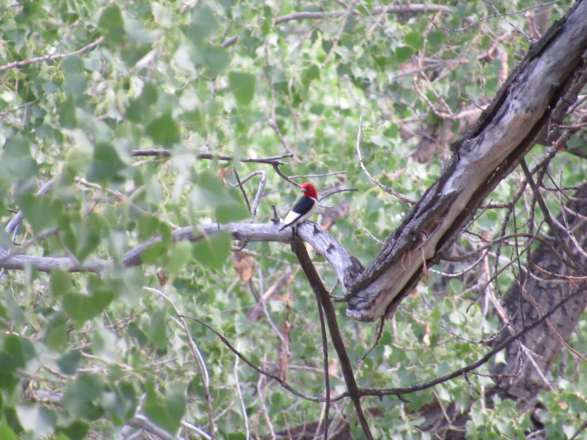 Red-headed Woodpecker - ML37280431