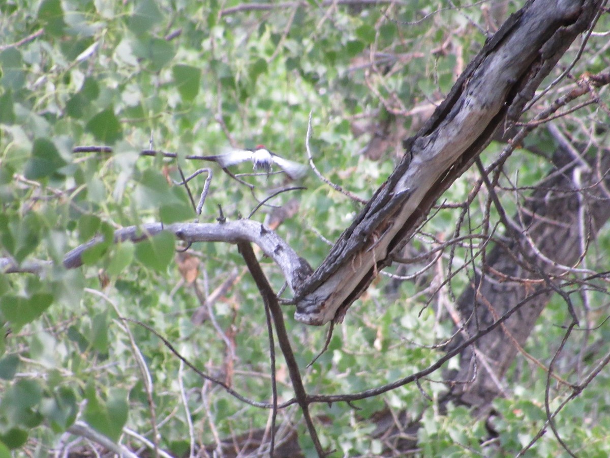 Red-headed Woodpecker - ML37280441