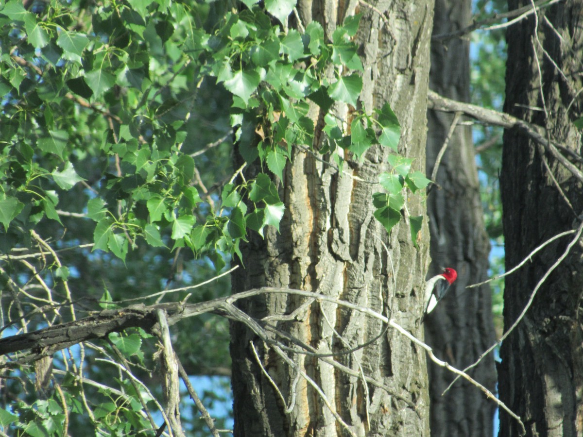 Red-headed Woodpecker - ML37280451