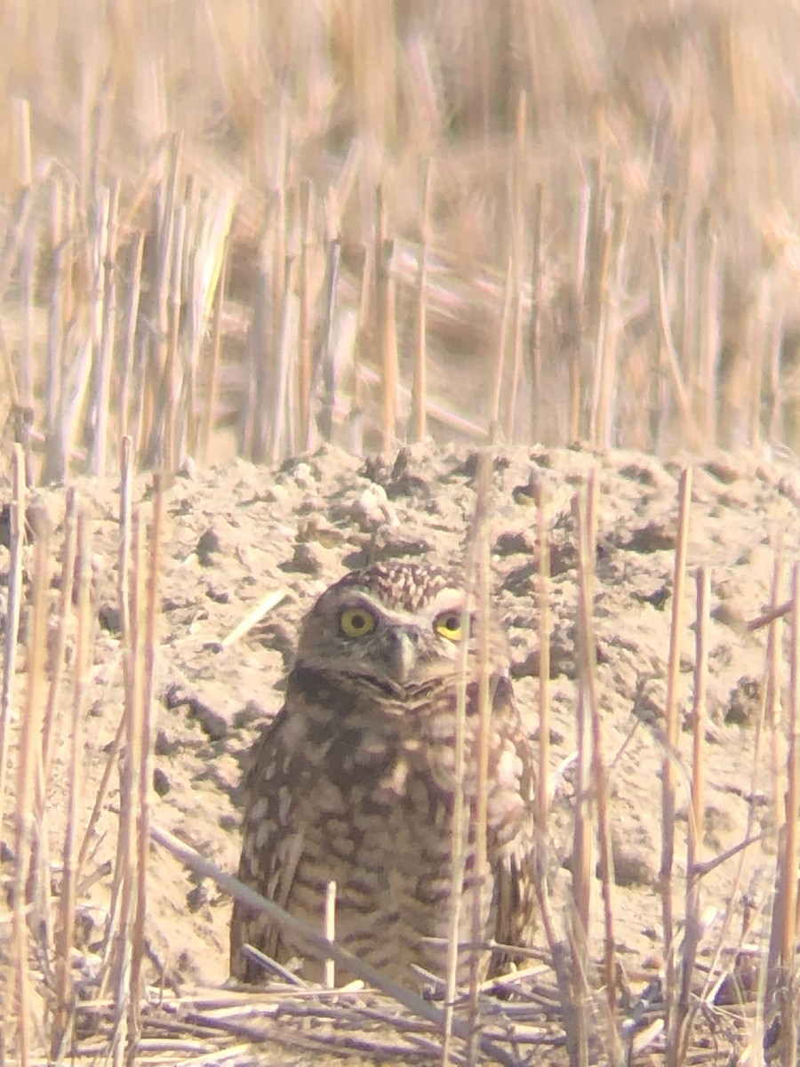 Burrowing Owl - ML372804581