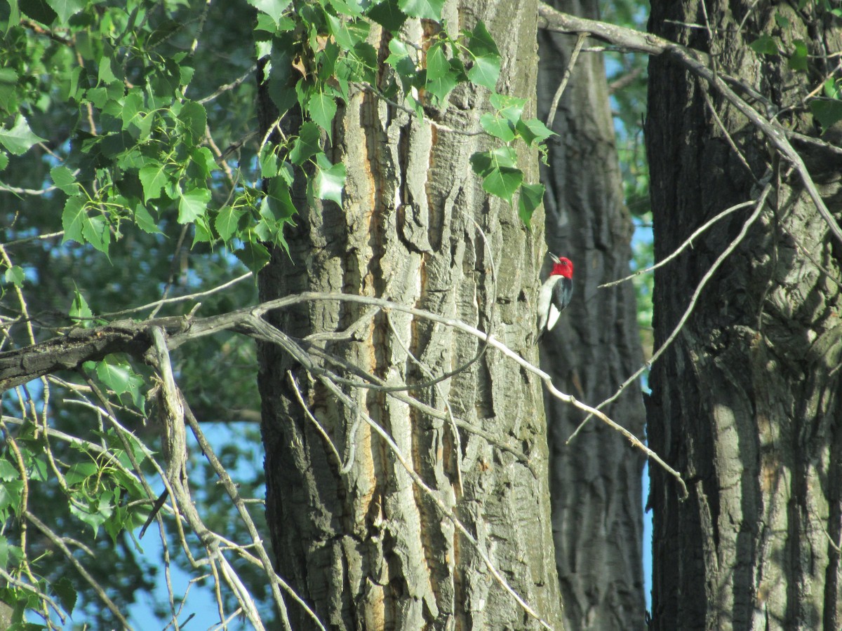 Red-headed Woodpecker - ML37280471