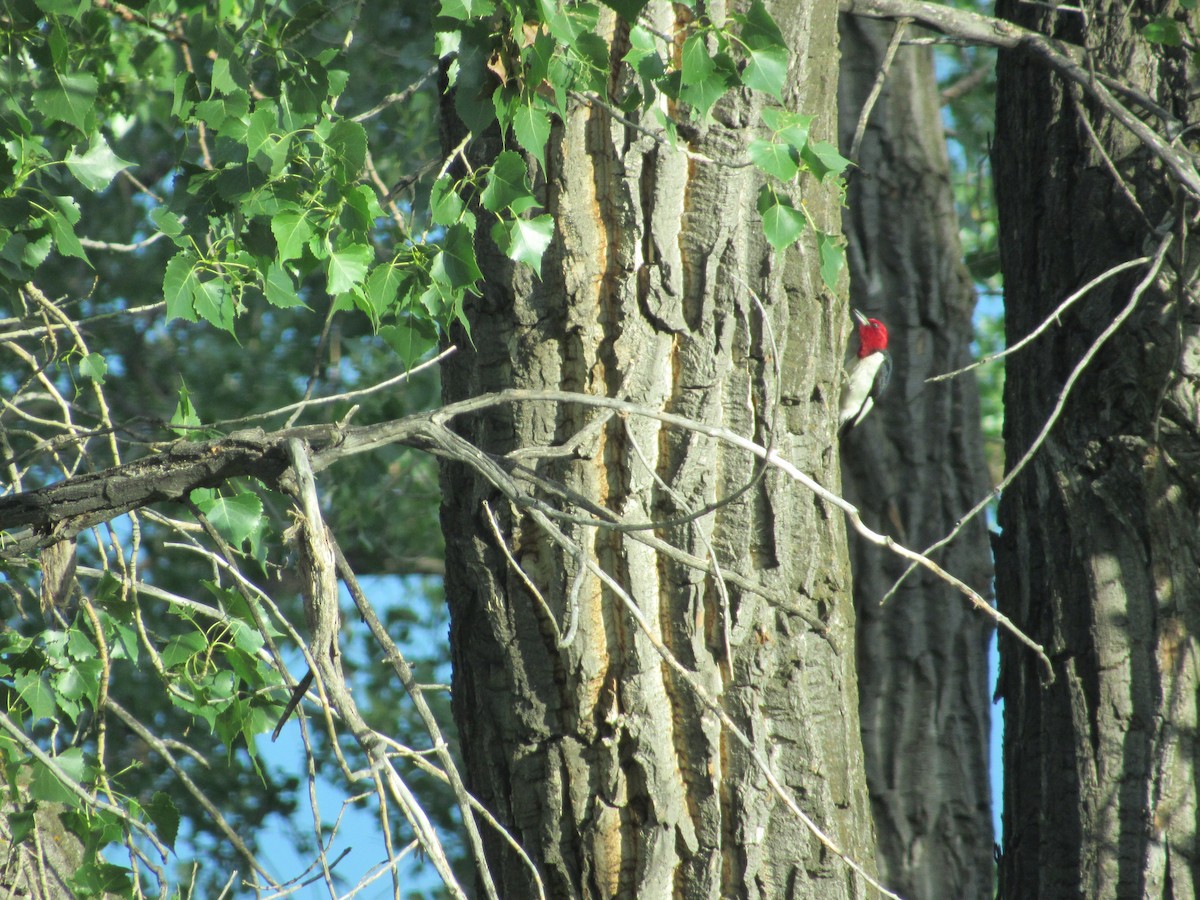 Red-headed Woodpecker - ML37280481
