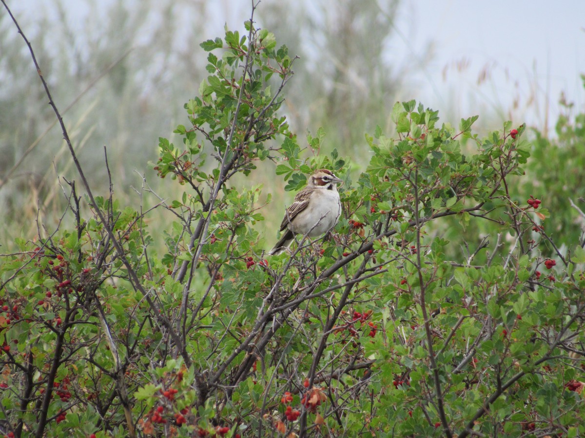 Lark Sparrow - ML37280511