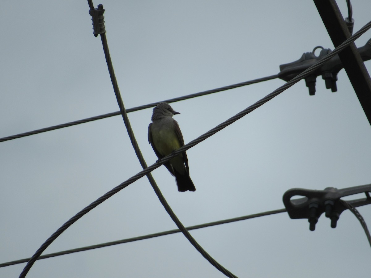 Western Kingbird - ML37280551