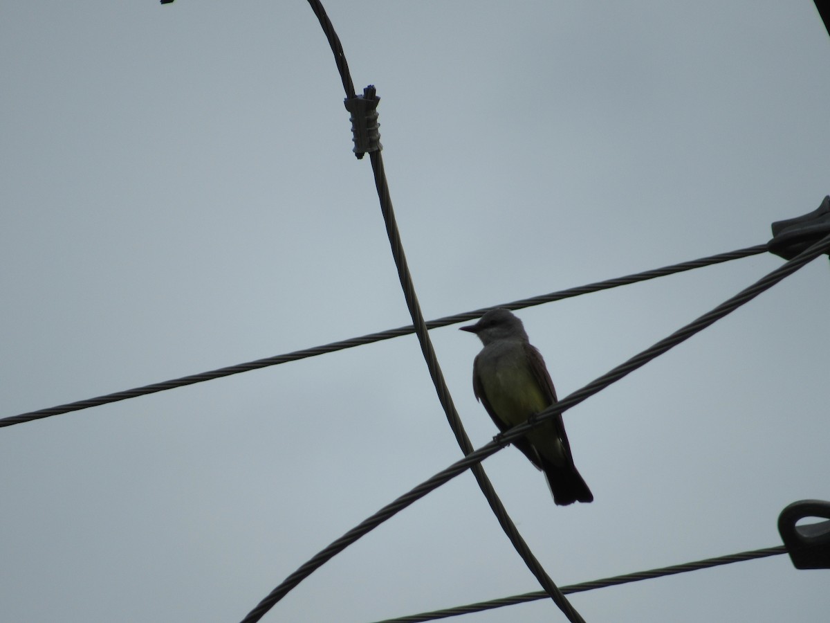 Western Kingbird - ML37280561