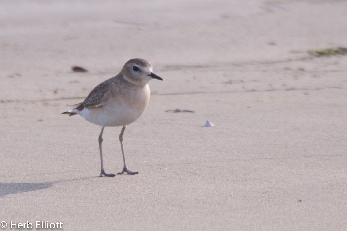 Mountain Plover - Herb Elliott