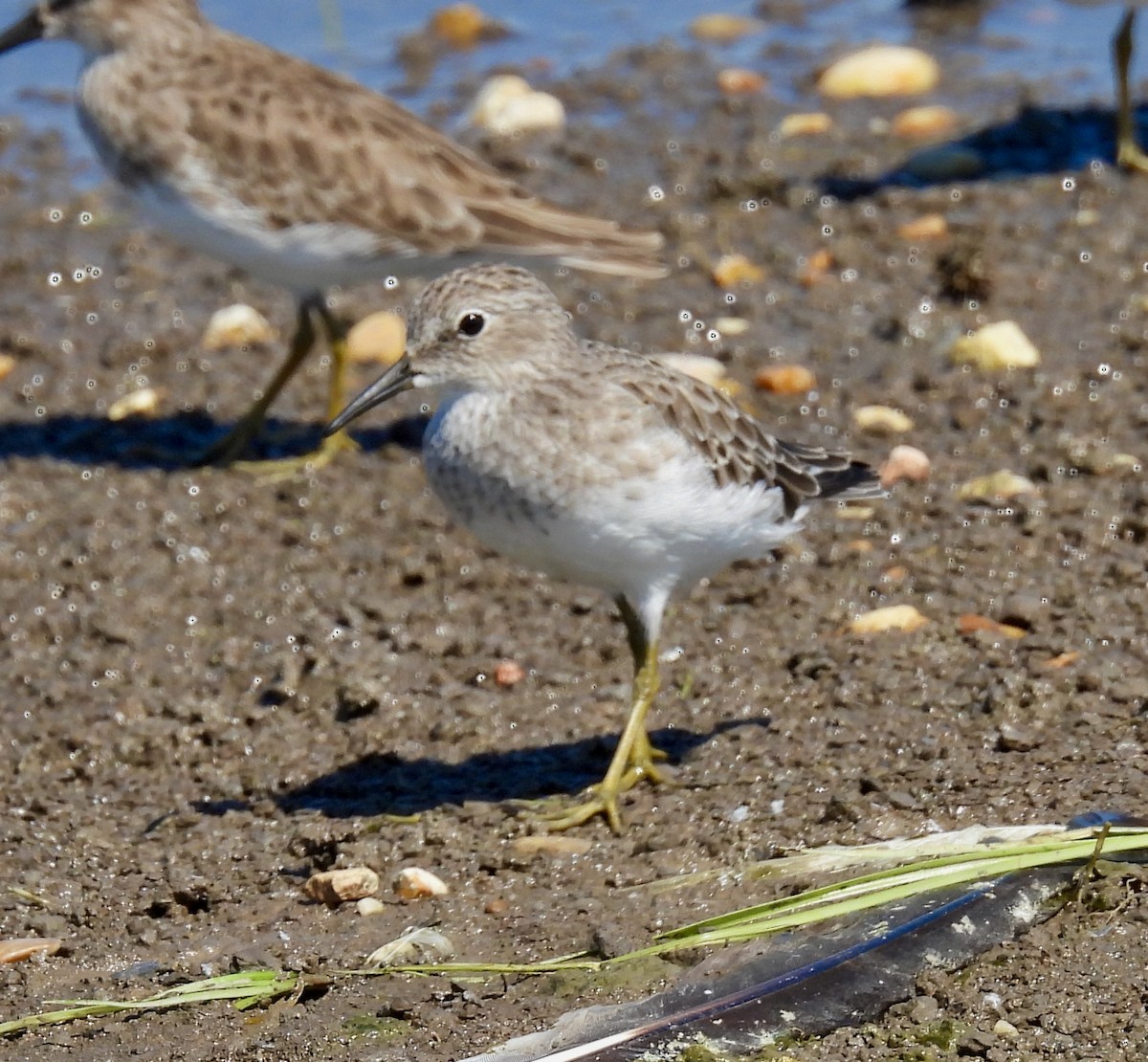 Least Sandpiper - ML372806361