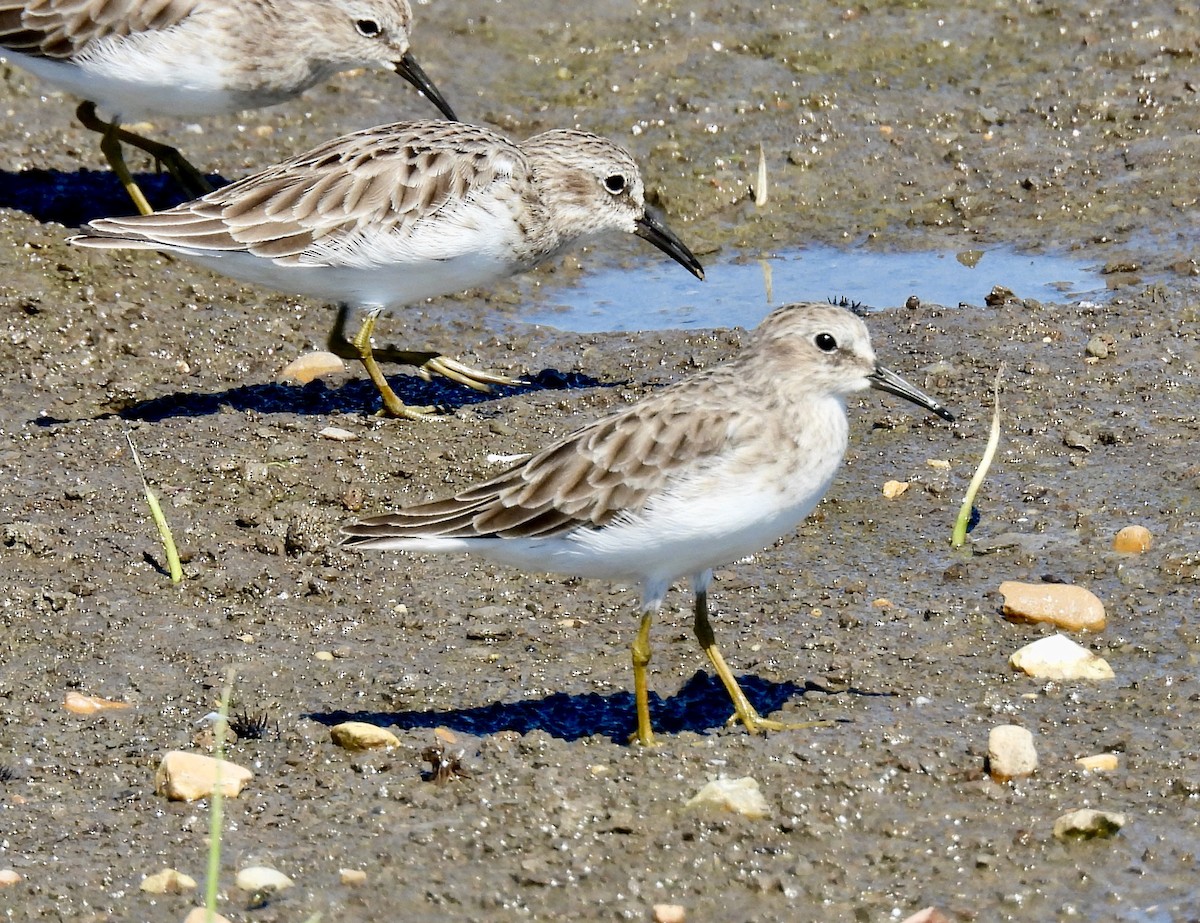 Least Sandpiper - ML372807371