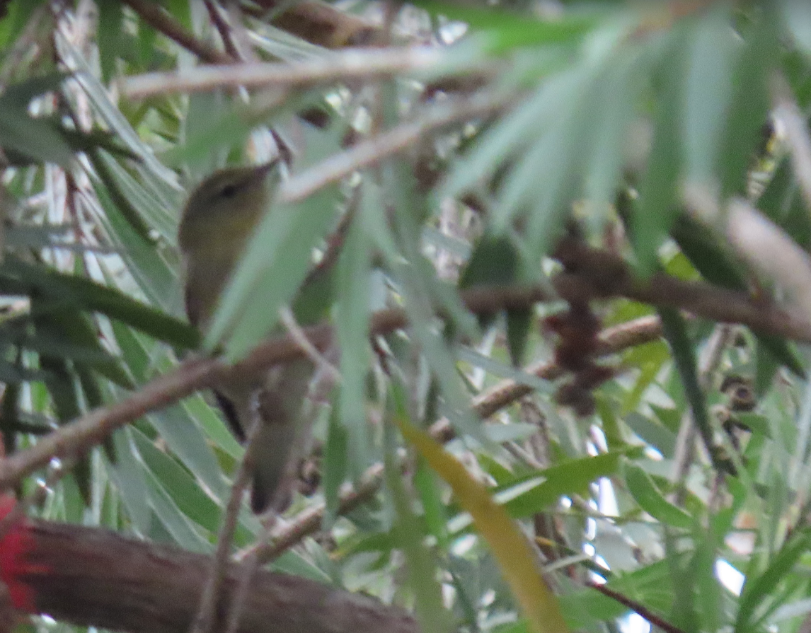 Tennessee Warbler - ML372807521