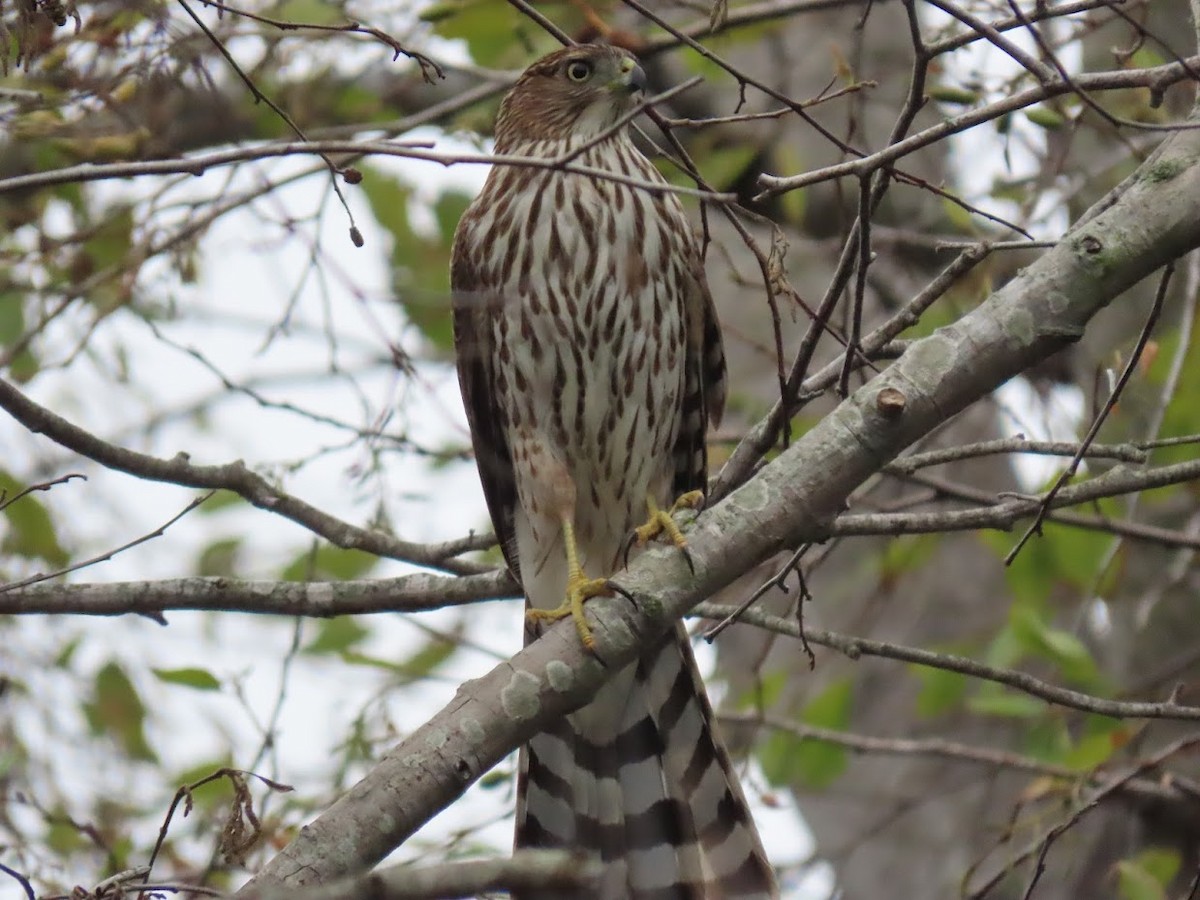 Cooper's Hawk - ML372807571