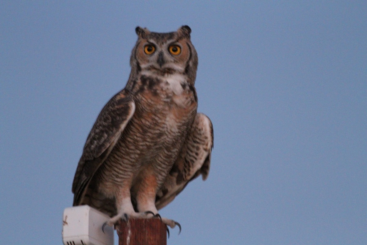 Great Horned Owl - ML37280821