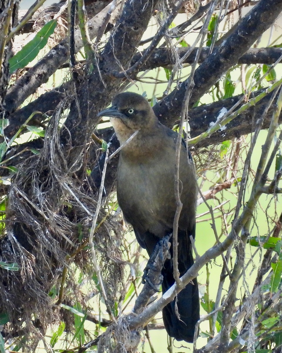 Great-tailed Grackle - ML372808801