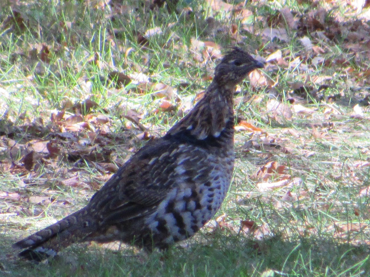 Ruffed Grouse - ML372809641