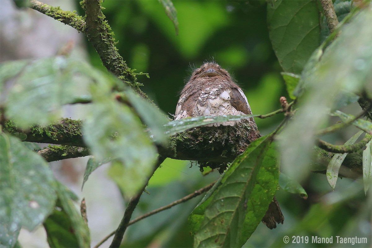 Blyth's Frogmouth - ML372810411