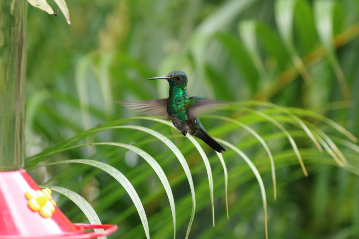 Copper-rumped Hummingbird - ML37281131