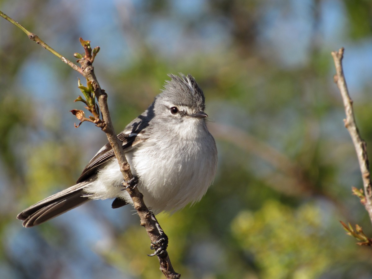 White-crested Tyrannulet (White-bellied) - ML372811441