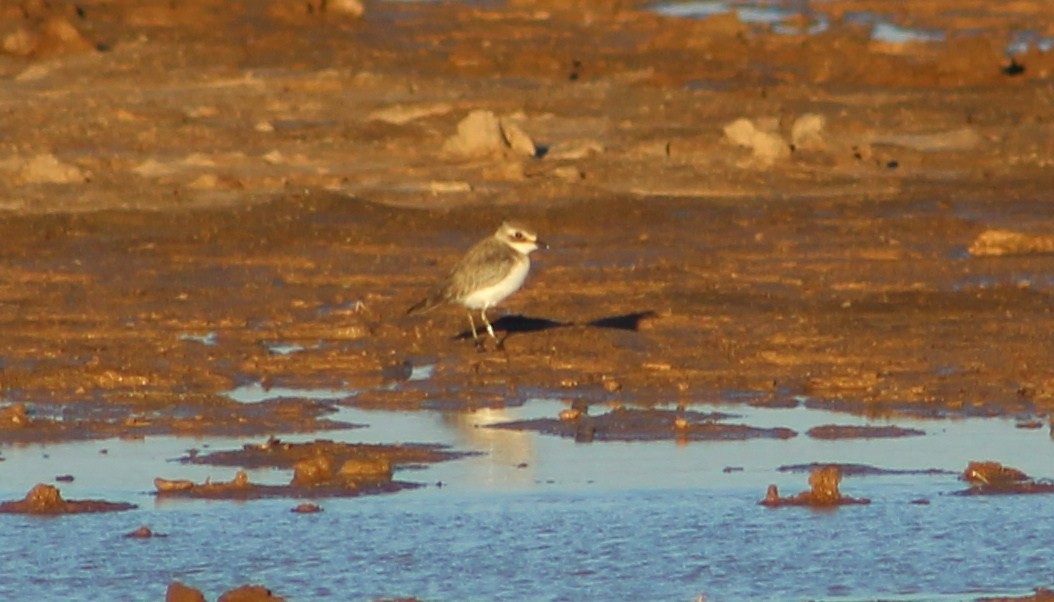 Siberian Sand-Plover - Tommy DeBardeleben