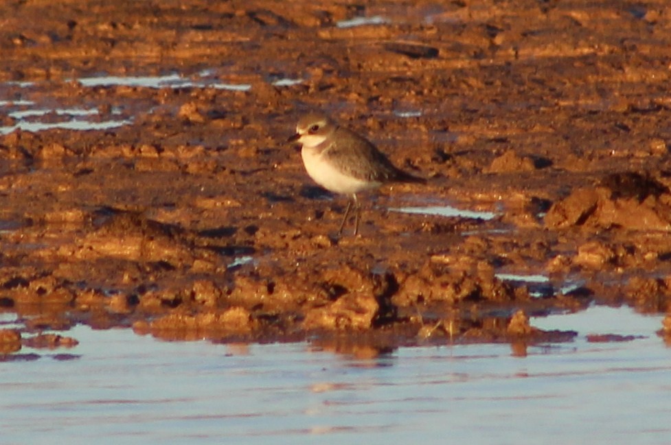 Siberian Sand-Plover - ML372811771