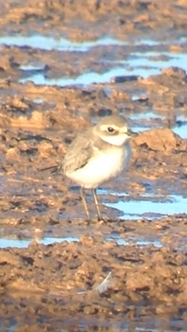 Siberian Sand-Plover - Tommy DeBardeleben