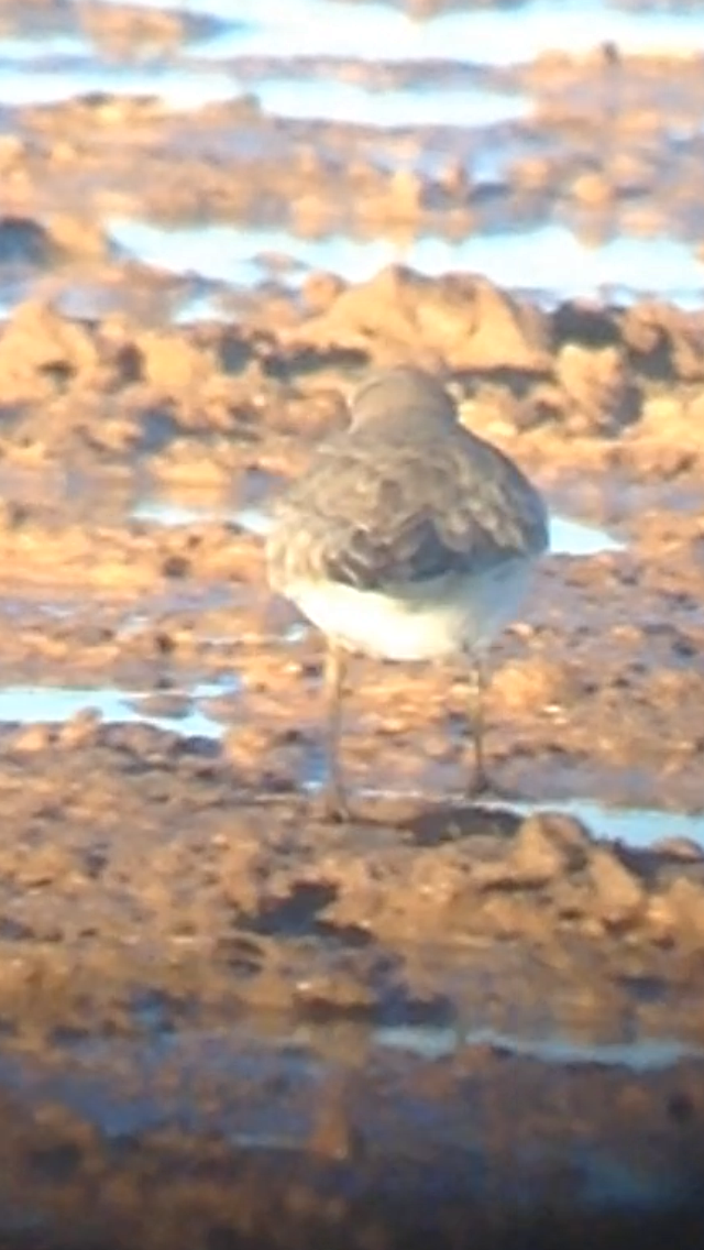 Siberian Sand-Plover - Tommy DeBardeleben