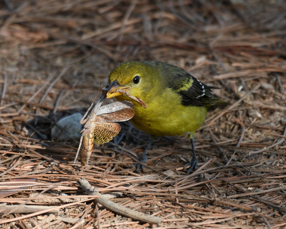 Western Tanager - ML372813641