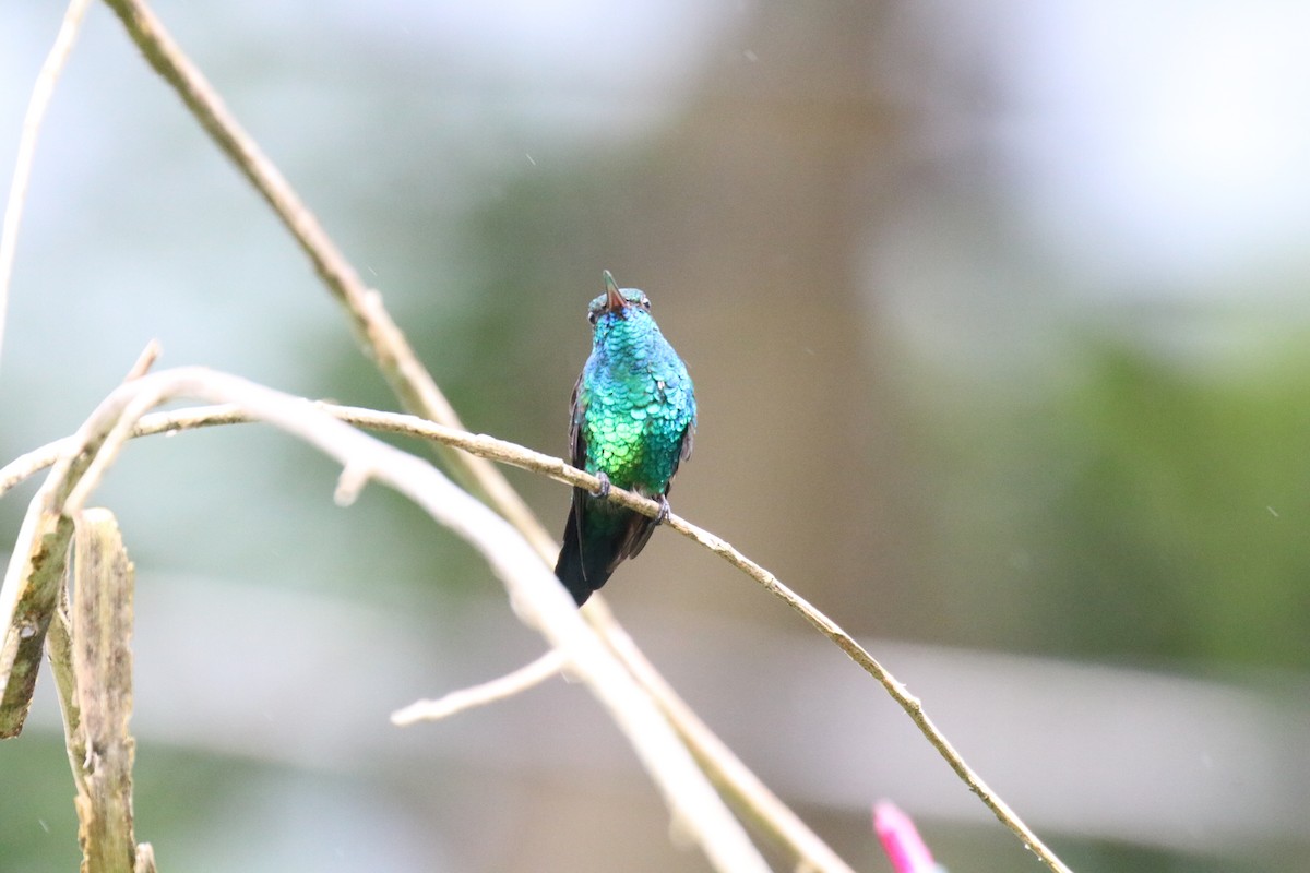 kolibřík modrobradý - ML37281581