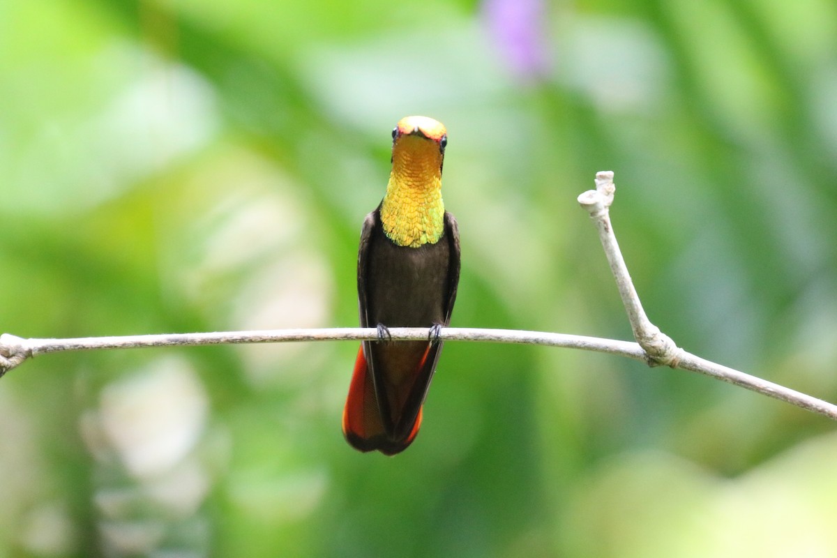 kolibřík červenohlavý - ML37281661