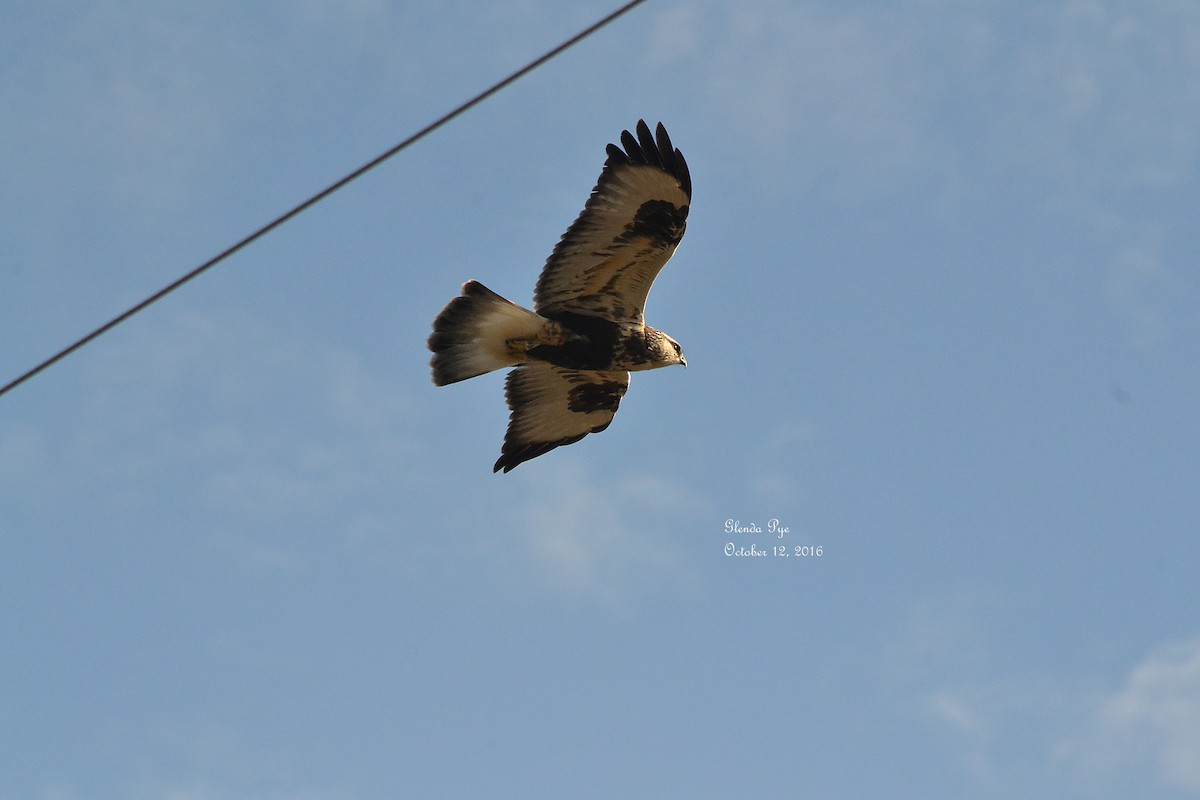 Rough-legged Hawk - ML37281681