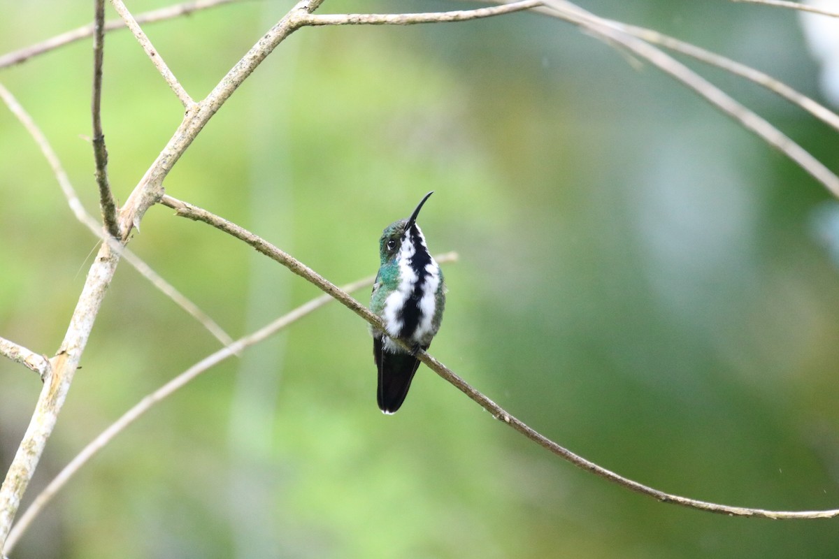 kolibřík tropický - ML37281751