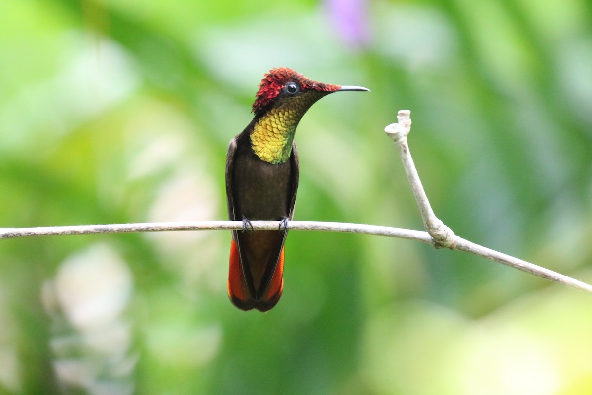 Ruby-topaz Hummingbird - Andrew E and Rebecca A Steinmann